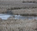 Two Canadian Geese in a tributary surrounded by brown cattails in the early spring in Trevor, Wisconsin