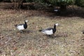 Two Canadian Geese Walking on a Brown Meadow Royalty Free Stock Photo