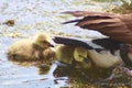 Two Canadian Goose Goslings Sheltering.