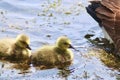 Two Canadian Goose Goslings Swimming With Their Mother