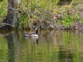 Two Canadian Goose Swimming on a Woodland Pond