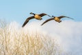 Two Canadien geese, Branta canadensis, fly over a wetland in Culver, Indiana