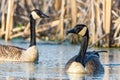Two Canadien geese, Branta canadensis, swimming in a wetland near Culver, Indiana Royalty Free Stock Photo