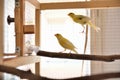 A Duet of Delight: Charming Slavujar Canaries on Home Cage Mesh Royalty Free Stock Photo