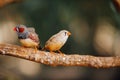 Two canary birds on a branch