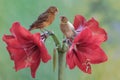 Two canary birds are resting on amaryllis flowers in full bloom.