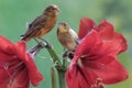 Two canary birds are resting on amaryllis flowers in full bloom.
