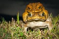 Two cane toads (Bufo marinus) mating Royalty Free Stock Photo