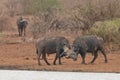 Two Cape Buffalo bulls fighting near the waterhole in South Africa Royalty Free Stock Photo