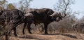 Two Cape Buffalo bulls [syncerus caffer] in Kruger National Park in South Africa Royalty Free Stock Photo