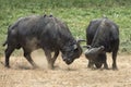 Two cape buffalo butting heads with small birds on their backs