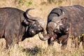 Two cape buffalo figting in long grass