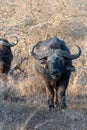 Two Cape Buffalo [syncerus caffer] bulls in the brush in South Africa Royalty Free Stock Photo