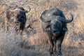 Two Cape Buffalo [syncerus caffer] bulls in the brush in South Africa Royalty Free Stock Photo