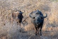 Two Cape Buffalo [syncerus caffer] bulls in the brush in South Africa Royalty Free Stock Photo