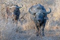 Two Cape Buffalo [syncerus caffer] bulls in the bush in South Africa Royalty Free Stock Photo