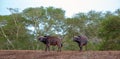 Two Cape Buffalo [syncerus caffer] bulls with green background in South Africa Royalty Free Stock Photo