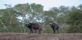 Two Cape Buffalo [syncerus caffer] bulls with green background in South Africa Royalty Free Stock Photo