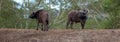Two Cape Buffalo [syncerus caffer] bulls with green branch background in South Africa Royalty Free Stock Photo