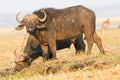 Two cape buffalos drinking from river