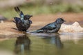 Cape Glossy Starling in Kruger National park, South Africa Royalty Free Stock Photo