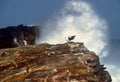 Two Cape gulls framed by a huge wave