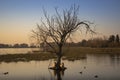 Two capibaras in a little tiny island in a lagoon. Carpincho, Hydrochoerus hydrochaeris