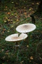 Two caps of the edible parasol mushroom (Macrolepiota procera) Royalty Free Stock Photo