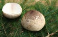 Two caps of a parasol mushroom Royalty Free Stock Photo