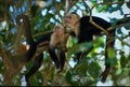 Two Capuchins. Royalty Free Stock Photo