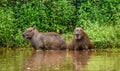 Two capybaras in the grass by the river. Close-up.