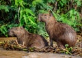 Two capybaras in the grass by the river. Close-up.