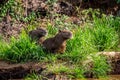 Two capybaras in the grass by the river. Close-up.