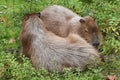 Capybaras Hydrochoerus hydrochaeris lying together in greenery