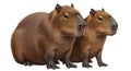 Two capybaras standing side-by-side, ai generated Royalty Free Stock Photo
