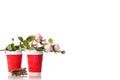 Two cardboard coffee cups chocolate flowers Royalty Free Stock Photo