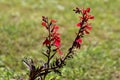 Two Cardinal flower or Lobelia cardinalis flowering plants with dark lanceolate leaves and vibrant red flowers planted in local Royalty Free Stock Photo