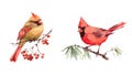 Two Cardinals Birds Male and Female Watercolor Illustration Set Hand Drawn Love Couple