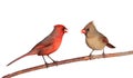 Two cardinals with safflower seeds in their beak