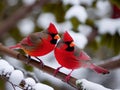 Two Cardinals together in the Snow Royalty Free Stock Photo