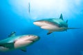 Two Caribean Reef Sharks. Royalty Free Stock Photo