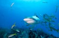 Two Caribean Reef Sharks. Royalty Free Stock Photo