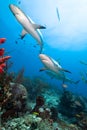 Two Caribean Reef Sharks. Royalty Free Stock Photo