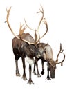 Two caribou Royalty Free Stock Photo