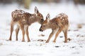 two caribou calves playing in the snow Royalty Free Stock Photo