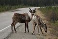 Closeup of 2 caribou crossing the road in Canada Royalty Free Stock Photo