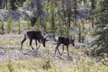 Two caribou walk along a grassy opening in the wild Royalty Free Stock Photo