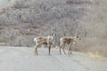 Two Caribous on the Road Royalty Free Stock Photo