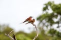 Two Carmine Bee Eaters Royalty Free Stock Photo