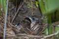 Two Carolina Wren Baby Birds in Nest Royalty Free Stock Photo